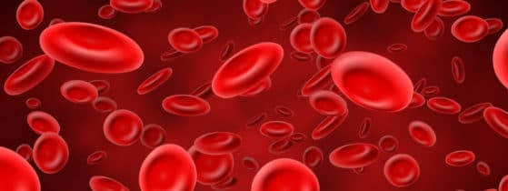 Bêta-thalassémie - Diagnostic